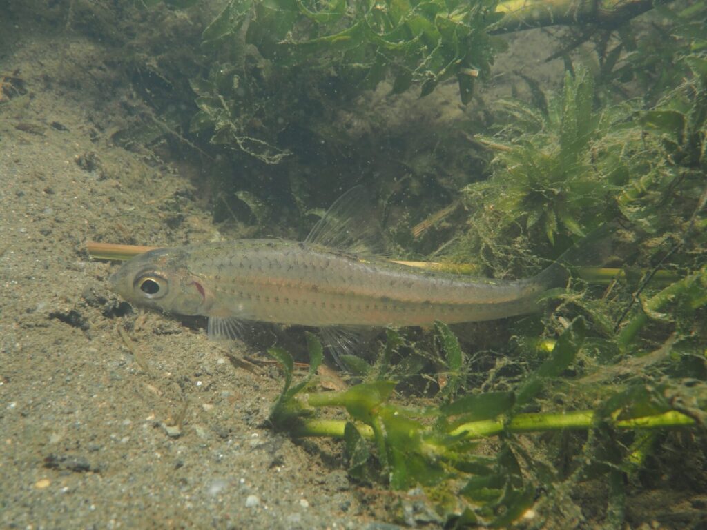 コウライモロコ