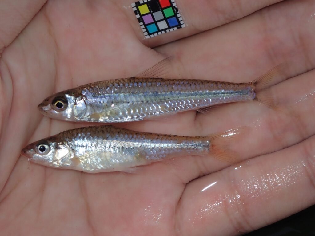 コウライモロコ（上）とイトモロコ（下）