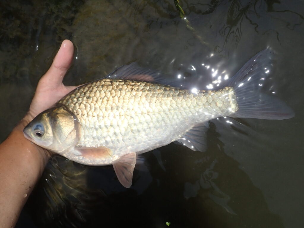 ゲンゴロウブナ（ヘラブナ）