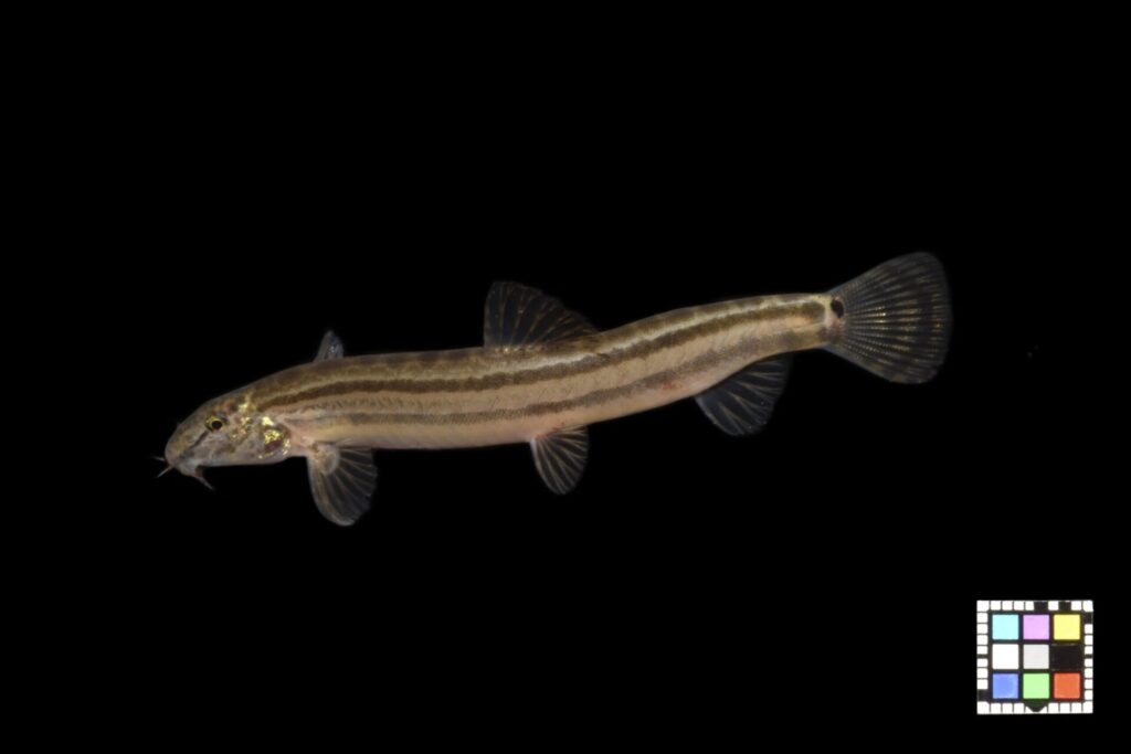 アリアケスジシマドジョウ♂