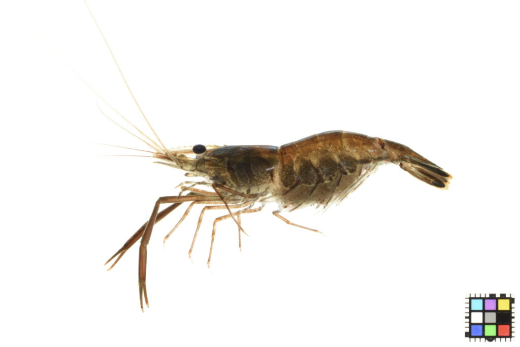 ミナミテナガエビのメス