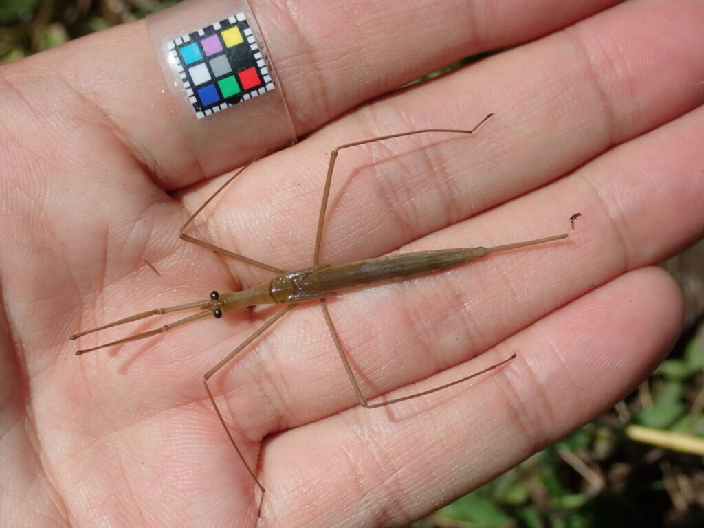 ミズカマキリ幼虫