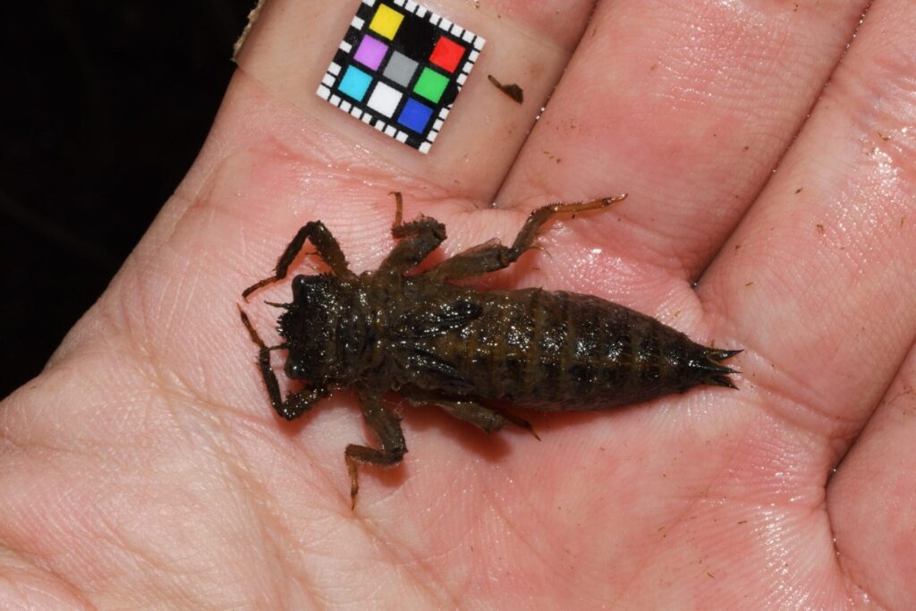 オニヤンマのヤゴ