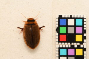 ウスイロシマゲンゴロウ