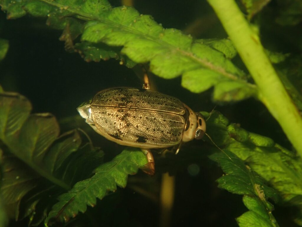 ハイイロゲンゴロウ