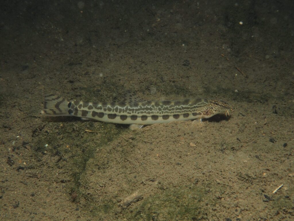 ヤマトシマドジョウ