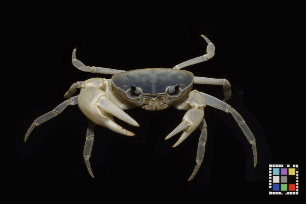 サワガニ♂（屋久島）