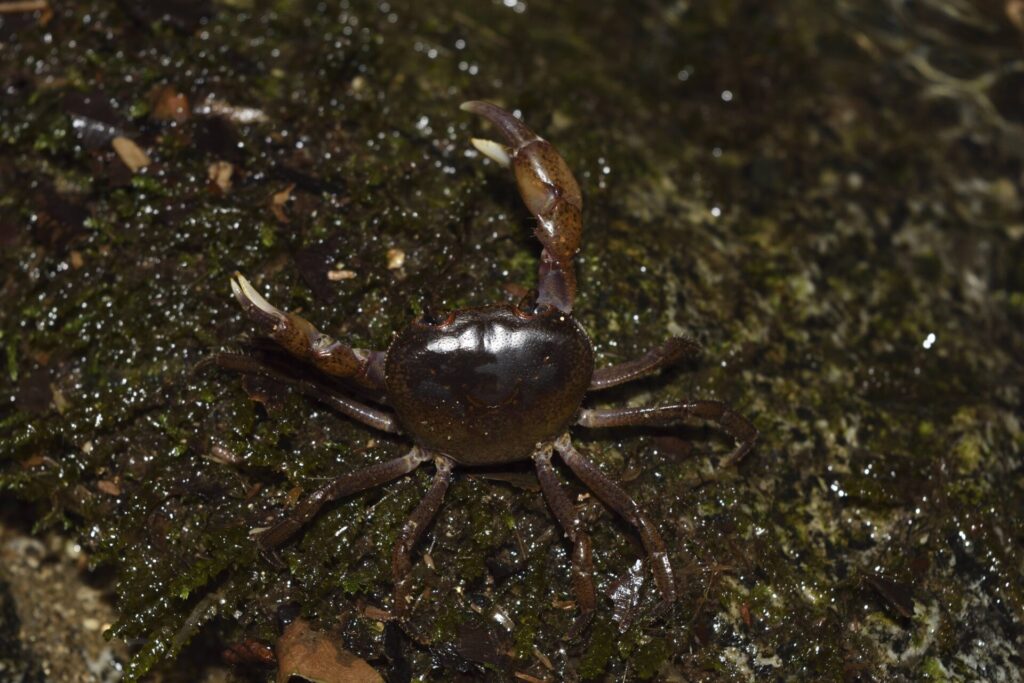 サワガニ♂（山形県庄内地方）
